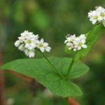 Цветки гречихи посевной как профилактика от атеросклероза
