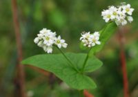 Цветки гречихи посевной как профилактика от атеросклероза